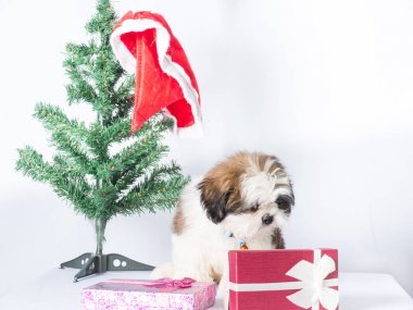 Küçük köpek üzgün bir yüz ağaç Noel arka plan yapma,