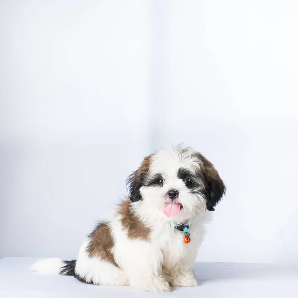 Shisu cão no fundo branco , — Fotografia de Stock