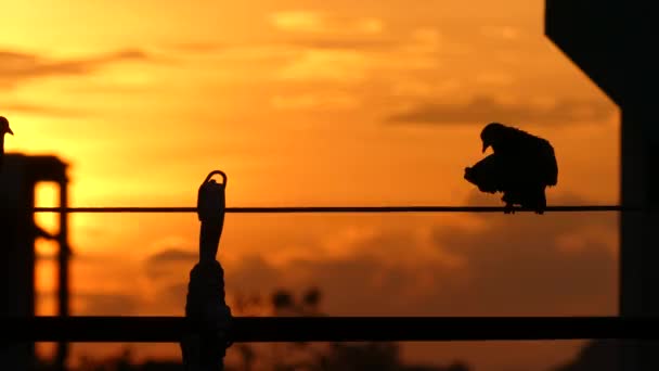 Vögel auf den Drähten und im Hintergrund des Sonnenaufgangs gefangen, — Stockvideo