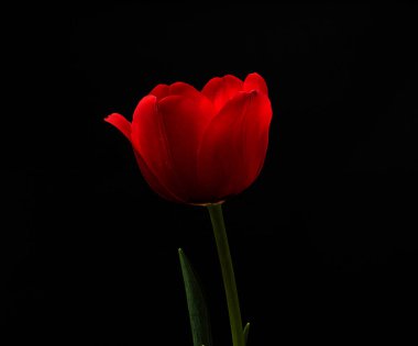 siyah üzerine kırmızı lale