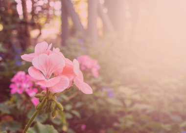 soyut pembe çiçek arkaplanı,