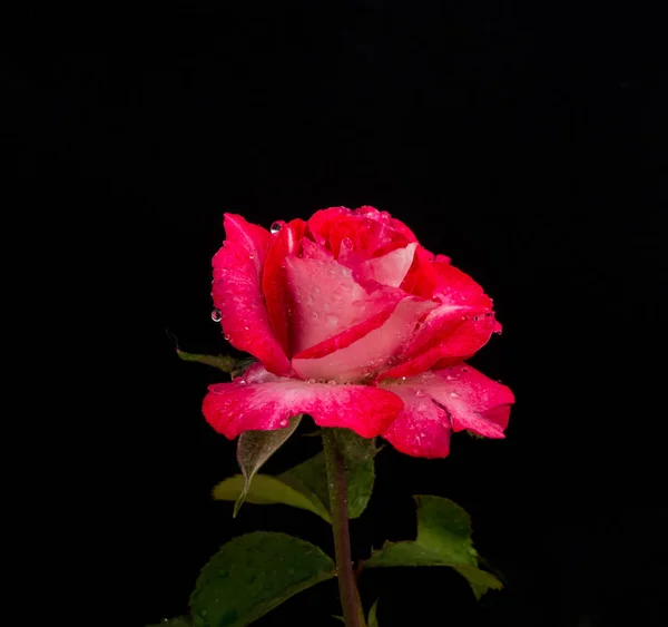 黒を背景にバラの花, — ストック写真