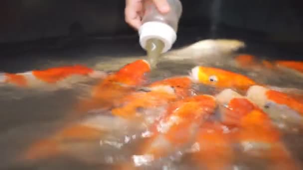 餌魚のボトル哺乳瓶 すばらしい空想がらくた魚によって供給ミルク ボトル — ストック動画