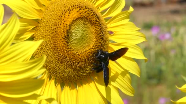 Girasole Ondeggiante Nel Vento Scolia Vespa Gigante Raccoglie Nettare — Video Stock