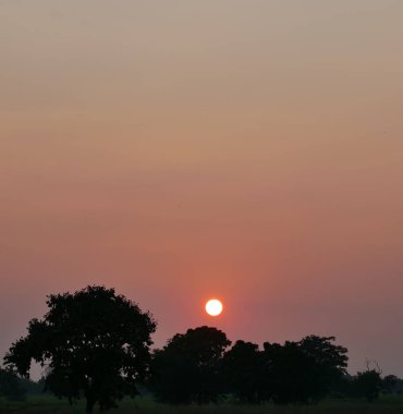 gün batımı arka plan ağaçta,