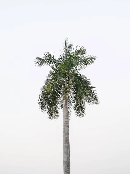 Pohon palem pada latar belakang putih, — Stok Foto