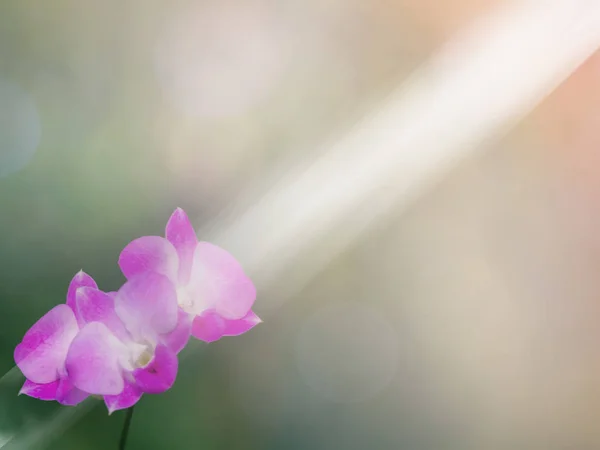 ピンクの花の背景。抽象的な花の背景. — ストック写真