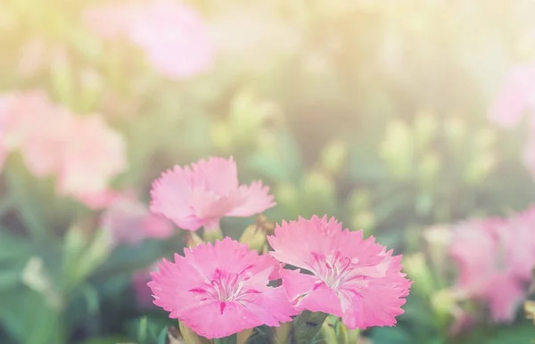 ソフトの抽象的なフローラル背景ピンクの花背景 — ストック写真