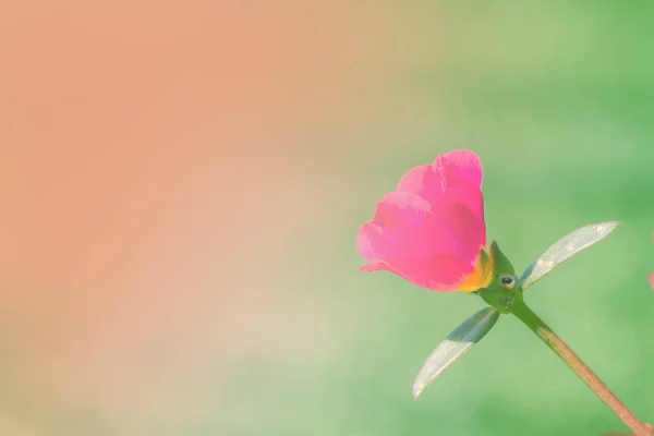 ピンクの花の背景、ビンテージ背景 — ストック写真