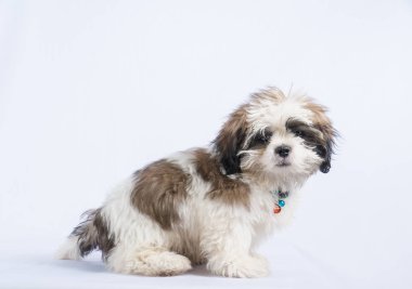 Beyaz arka plan üzerinde köpek shisu,