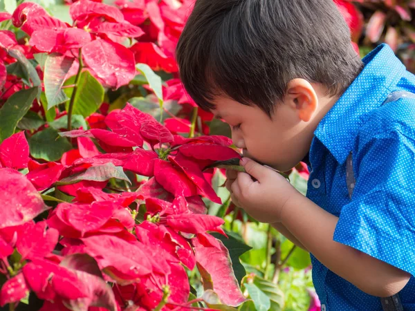 子供がかわいいアジアの小さな b 赤葉の花の臭いがします。 — ストック写真