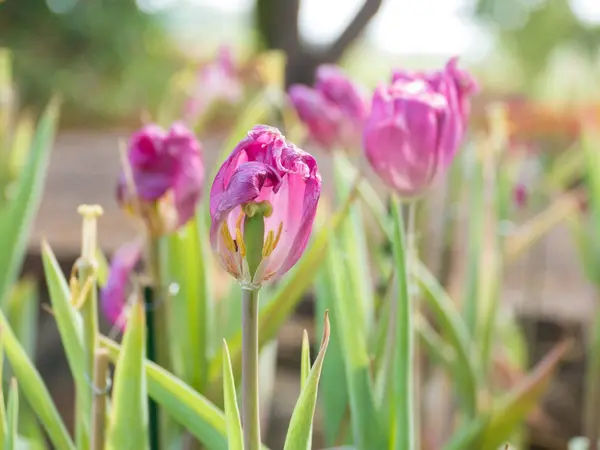 Тюльпаны в саду на боке фоне , — стоковое фото