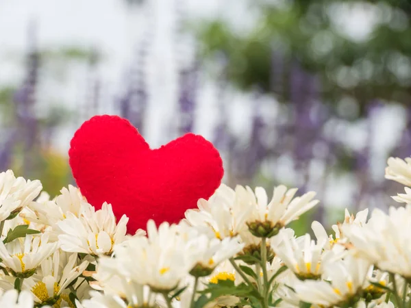 Червоне серце на фоні білої квітки, фон боке , — стокове фото