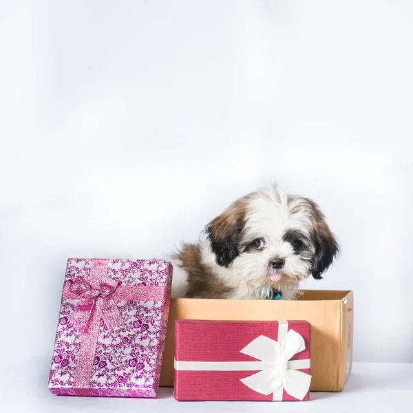 Dog shisu in box and gift box on white background, Stock Image