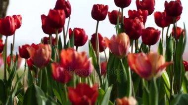 Lale çiçek soğanları çiçek dikim portre sarı ve kırmızı lale çiçek soğanları yakın çekim,