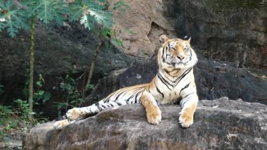 Bengal kaplanı olarak da adlandırılan Kraliyet Bengal kaplanı (Panthera tigris),