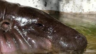 Bir su aygırı bir sulama delik dışarı bakar