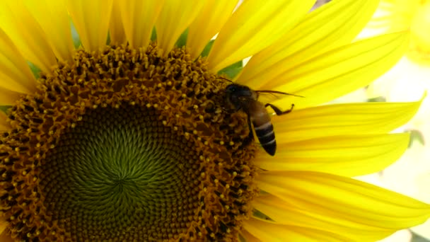Abelha Bumblebee Mel Orgânico Pólen Girassol Céu Azul Câmera Lenta — Vídeo de Stock