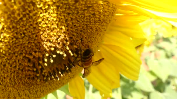 Μεγέθυνση Της Μέλισσα Πάνω Ένα Ηλιοτρόπιο — Αρχείο Βίντεο