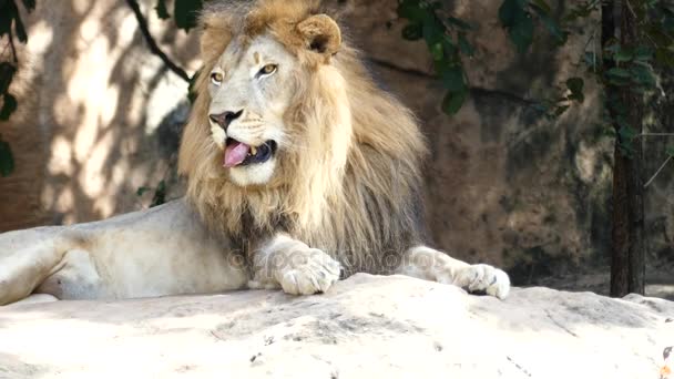 Μεγάλο Λιοντάρι Ξαπλωμένος Ένα Βράχο — Αρχείο Βίντεο