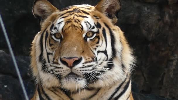 Bengal Tiger Also Called Royal Bengal Tiger Panthera Tigris — Stock Video