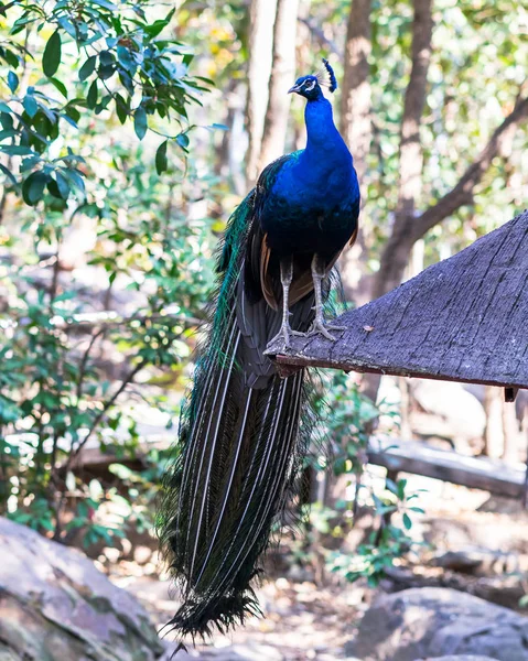 Portait Páv zblízka Peacock ukazuje své krásné feathe — Stock fotografie