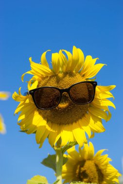 Ayçiçeği ve sunglass mavi backgrouond üzerinde,