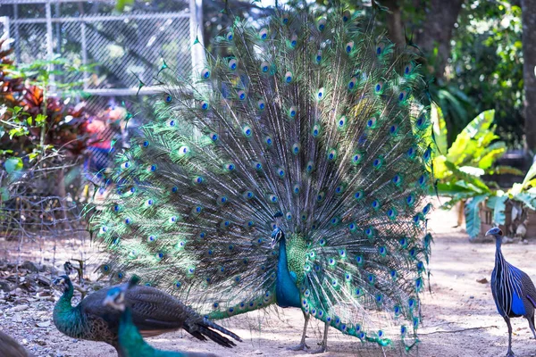 Páva portait közelről mutatja a gyönyörű feathe páva — Stock Fotó