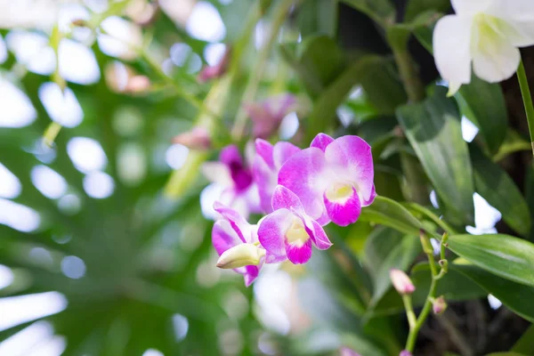 Bokeh arka plan üzerinde pembe orkide, — Stok fotoğraf