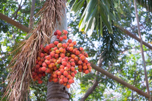 Rote Prostitution auf dem Baum — Stockfoto