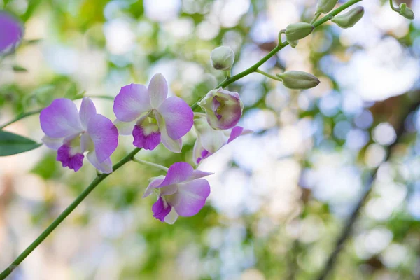 Bokeh arka plan üzerinde güzel orkide çiçek, — Stok fotoğraf
