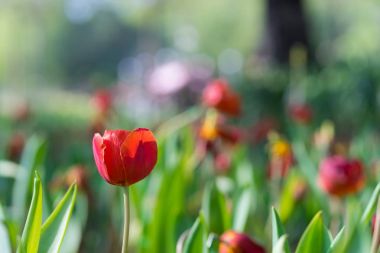 Güzel kırmızı lale Bahçe Yeşil ağaç Lale adam üzerinde