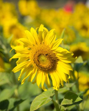 Bulanık ağaç arka plan üzerinde büyük sarı ayçiçeği,