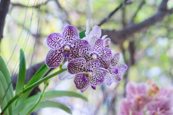 Hermosa flor de la orquídea sobre fondo bokeh, imag de la orquídea del patrón — Foto de Stock
