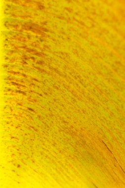 Soyut yaprak muz arka plan bulanık,