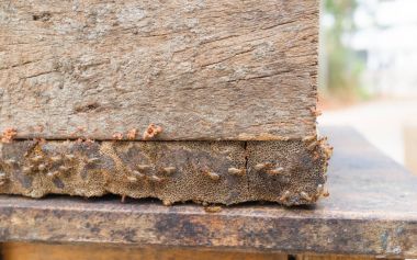 Termitler kadar kapatın ya da beyaz karıncalar, termitler eusocial böcekler t