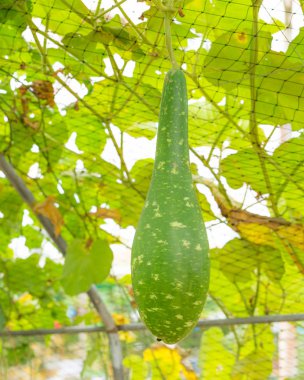 bahçede kabak şişe