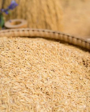 Paddy bambu sepet içinde