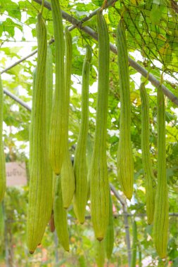 bahçede kabak şişe
