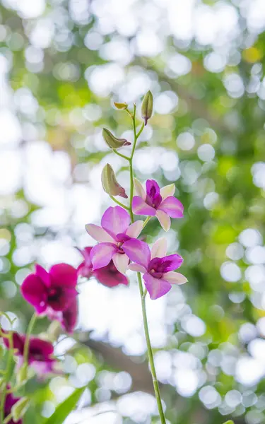 Beautiful Orchid flower on bokeh background, — Stock Photo, Image