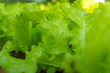 güneş ışığı sabah gün bahçede Ham salata, 