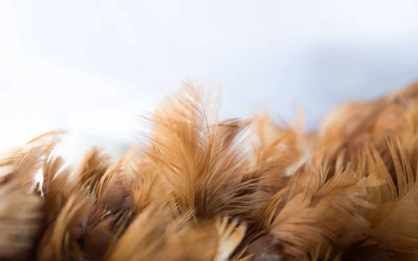 Feather of a chicken on a white background, selection feather ba Royalty Free Stock Photos