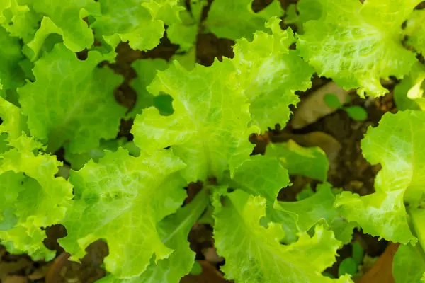 Imagem vista superior salada crua no jardim com luz solar dia da manhã — Fotografia de Stock