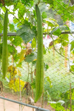 bahçede kabak şişe