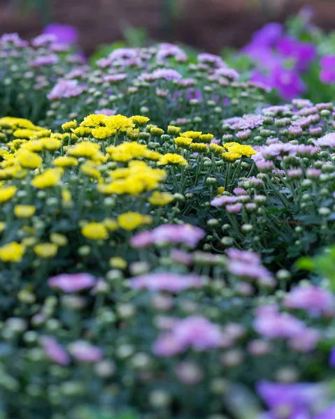 Verschwommene gelbe Blume und rosa Blume Hintergrund, — Stockfoto