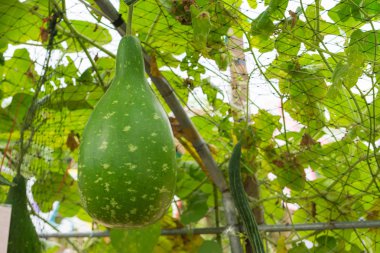 bahçede kabak şişe