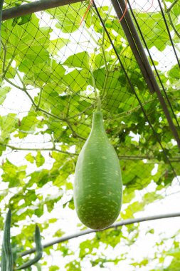 bahçede kabak şişe