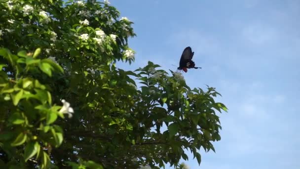 Mariposa Negra Amarilla Que Vuela Lejos Flor Blanca Después Alimentarse — Vídeo de stock