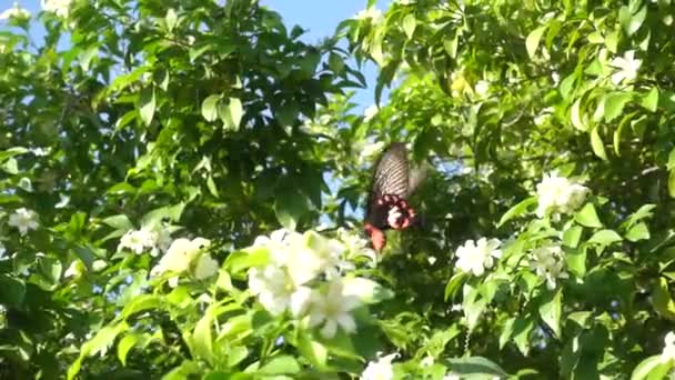 Borboleta Preta Amarela Voando Para Longe Flor Branca Após Alimentação — Vídeo de Stock