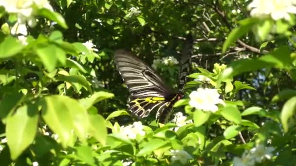 Svart Och Gul Fjäril Flyger Iväg Från Den Vita Blomman — Stockvideo